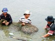 Kl99kl phiên bản hoạt động nông nghiệp nặng gánh rủi ro